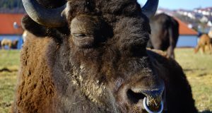 В Калининградской области намерены открыть сафари-парк с зубрами