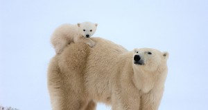 У новосибирских белых медведей снова родился медвежонок