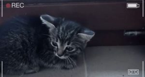 Зоозащитники набросились на мучившего котенка за лайки на YouTube подростка