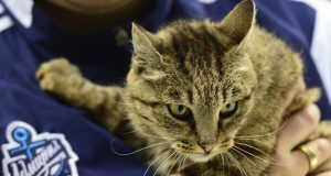 Скончалась знаменитая перекусом на 63 тысячи рублей кошка Матроска