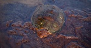 Последствия разлива нефтепродуктов ликвидированы в Лазовском районе