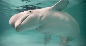 В Воронеже в передвижном дельфинарии погибают киты